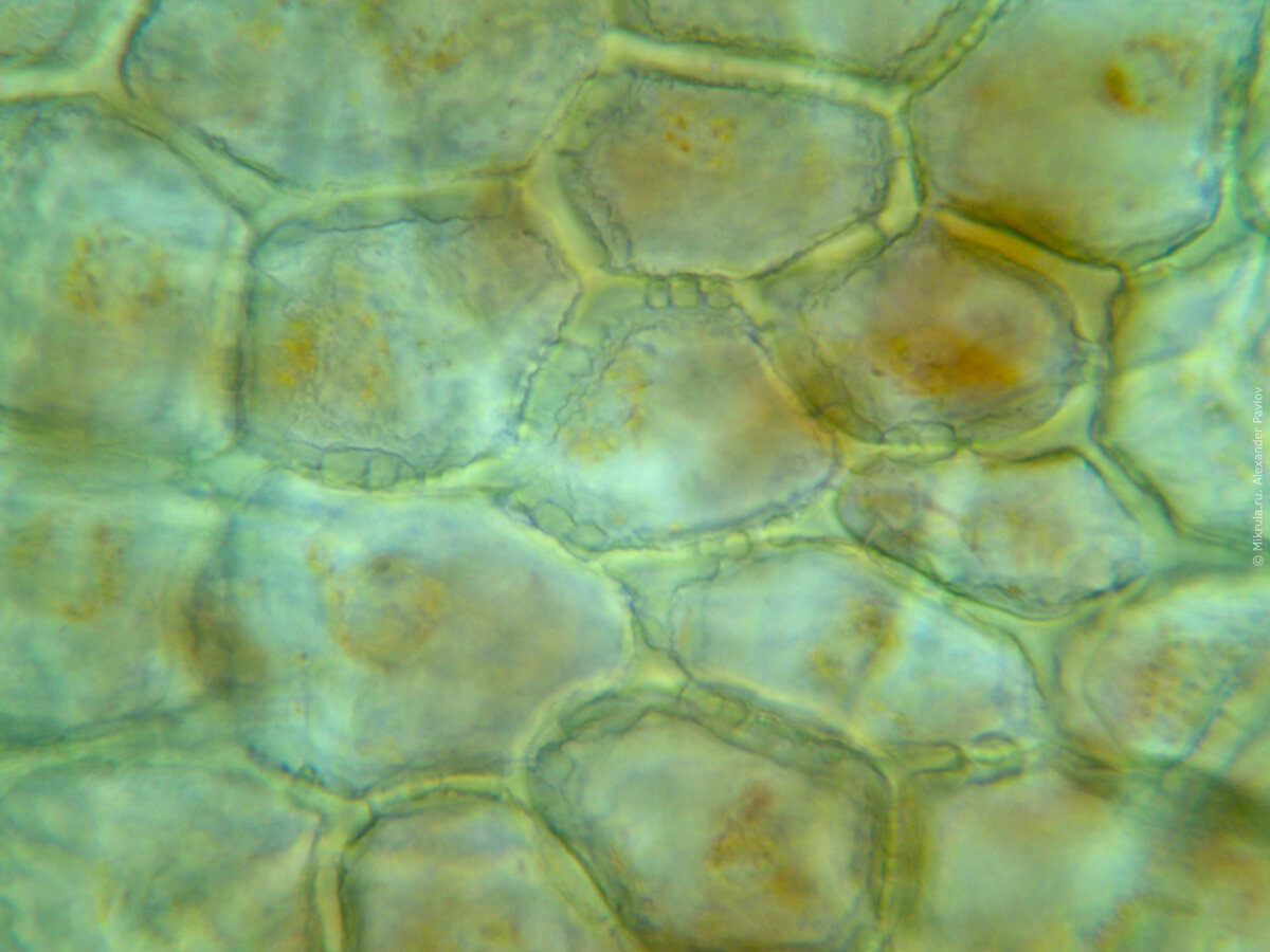 Клетка кожицы томата под микроскопом