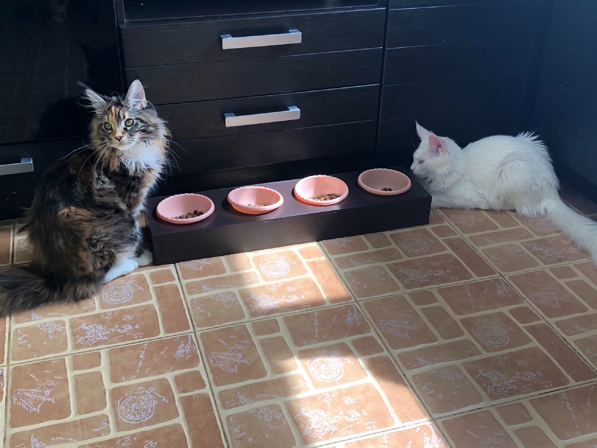 Обнюхивают новую подставку для мисок.