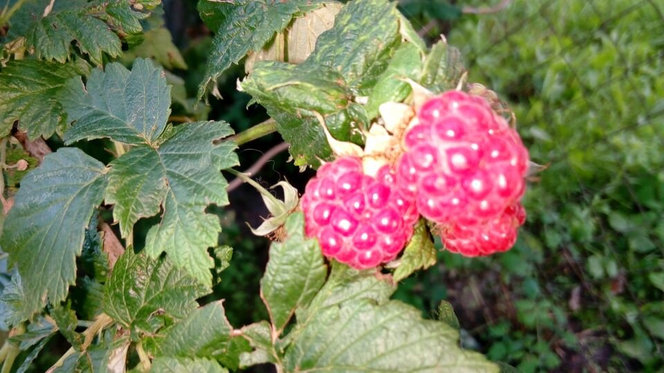 Ремонтантная малина, Фото автора 