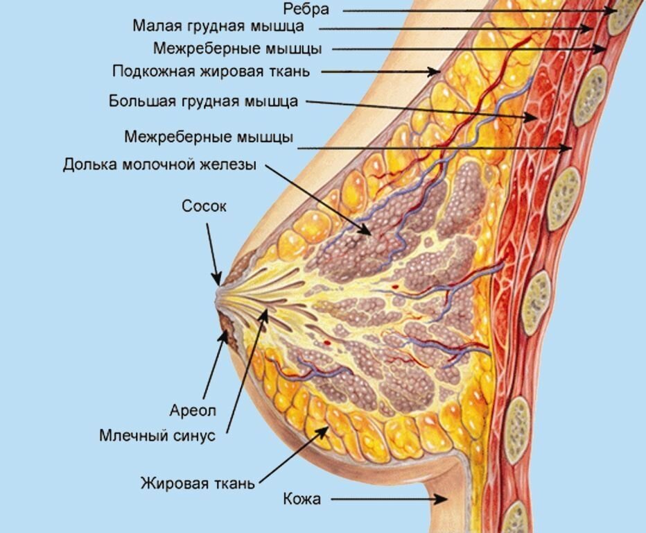 Анатомия молочной железы                                                                                  листай дальше----->