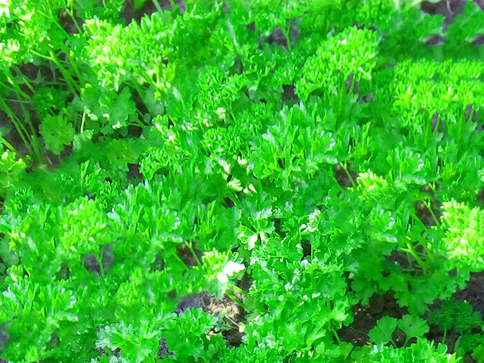 Петрушка кудрявая