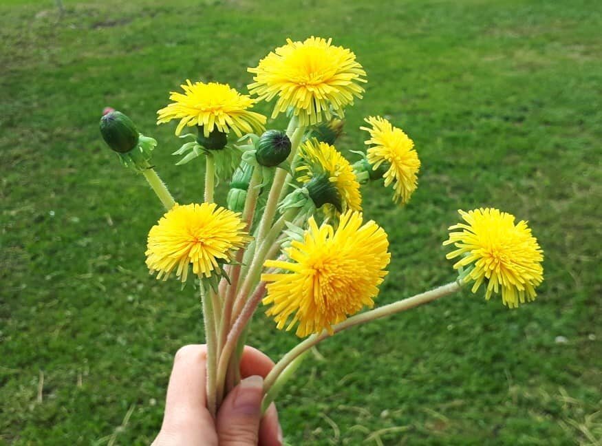 Вот такие одуванчики для букета..