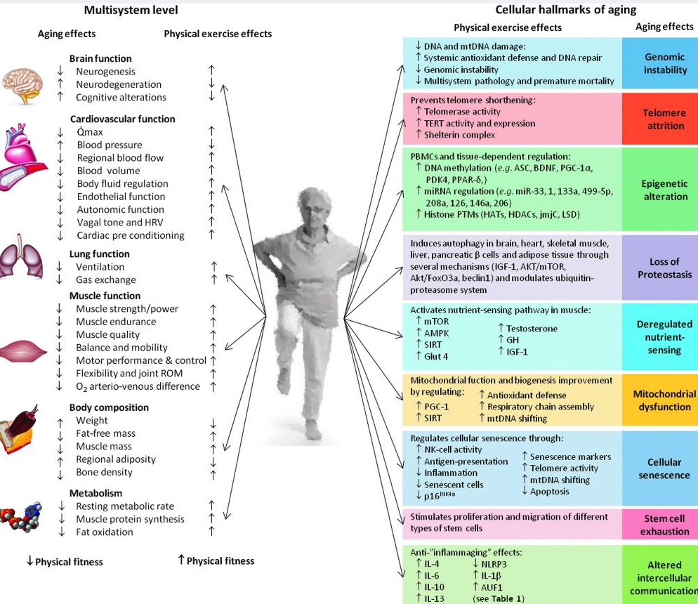 Body composition. Inflammaging. Hallmarks of Aging. Body one различие. Создай тело своей мечты таблица.