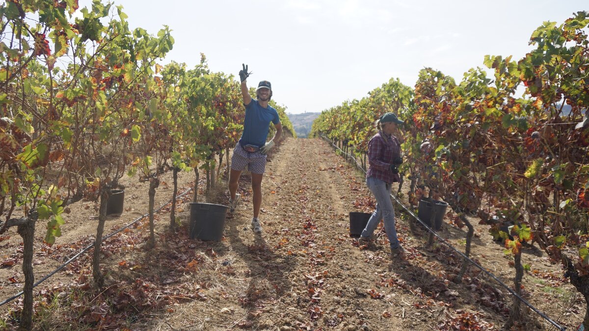 С напарницей из Украины. Очень много переселенцев оттуда в Португалии, на винодельне тяжёлым трудом только украинцы занимаются.