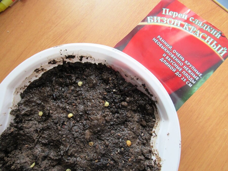 посеять перец можно и в плошку