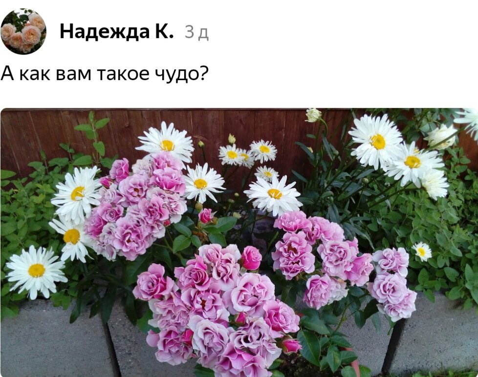 Роза санта барбара фото и описание