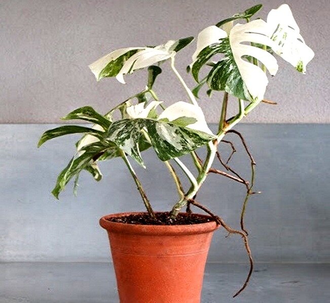 Воздушные корни монстеры