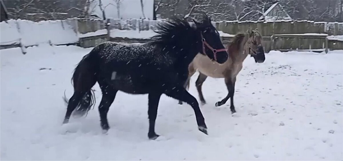 Horses » НУЖНА ЛИ ВАШЕЙ ЛОШАДИ ПОПОНА?