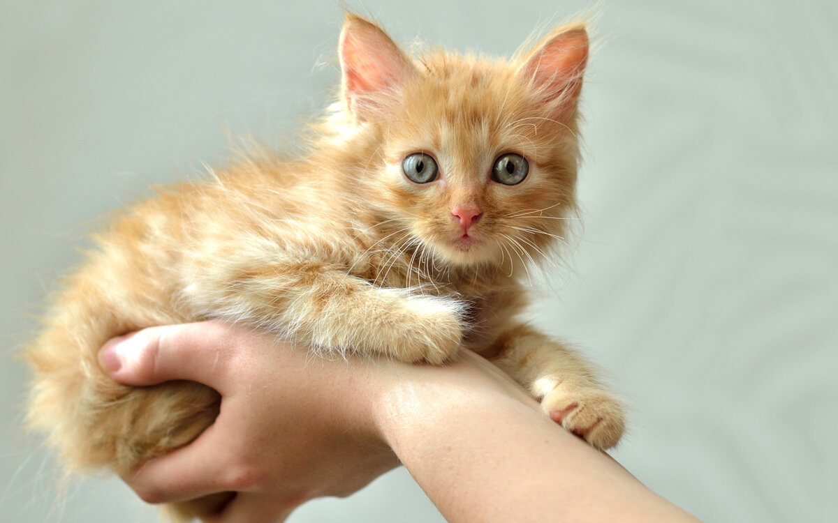 Фото из сети Интернет