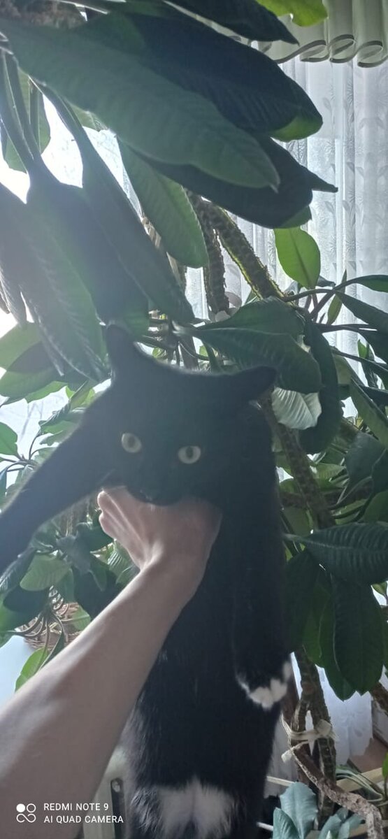 Нарушитель спокойствия в доме. Лучше снять не получилось. Но вот для наглядности