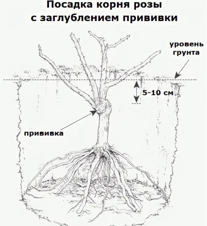 Заглублять ли розу