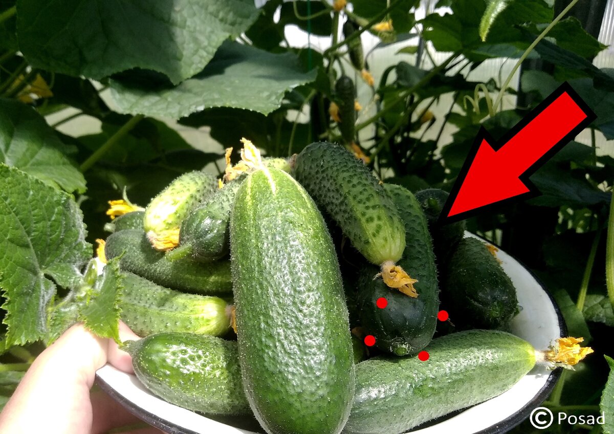 Приглядитесь к огурцу, на который указывает стрелка. У него чётко определяются 4 грани. Это "девочка". Такие плоды хорошо оставлять на семена.