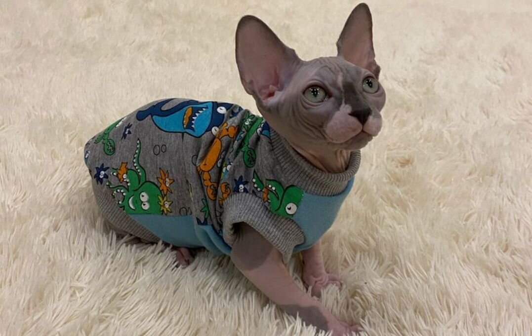 Фото: https://www.livemaster.ru/item/31459397-dlya-domashnih-zhivotnyh-odezhda-dlya-koshek-majka-vodnyj-mir