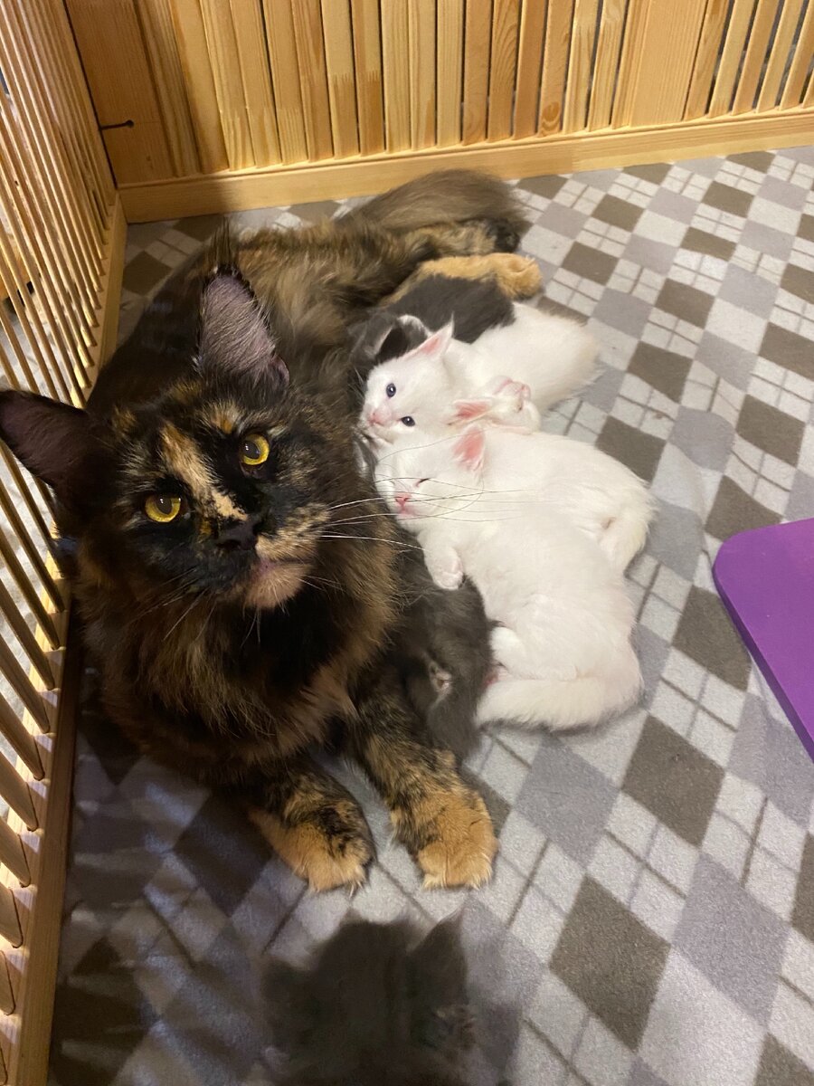 Дуся и ее детки