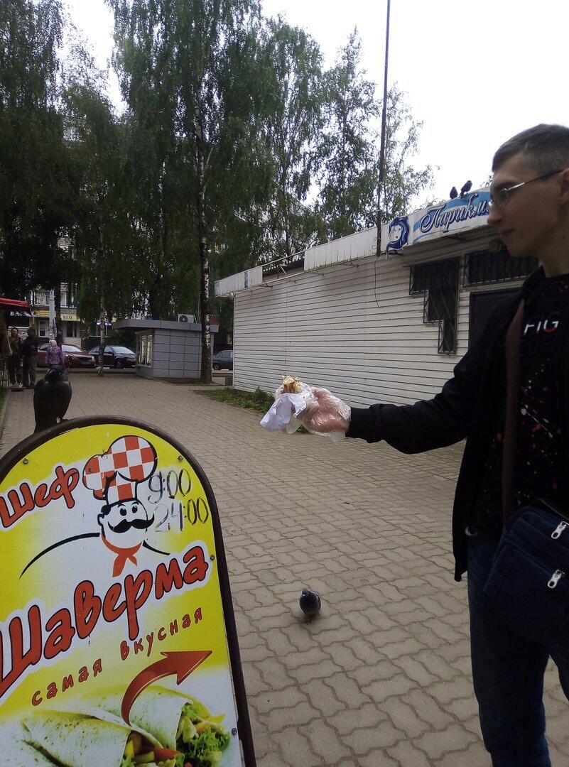 Автор пытается скормить шаурму галке, но она тоже не хочет клевать капусту.