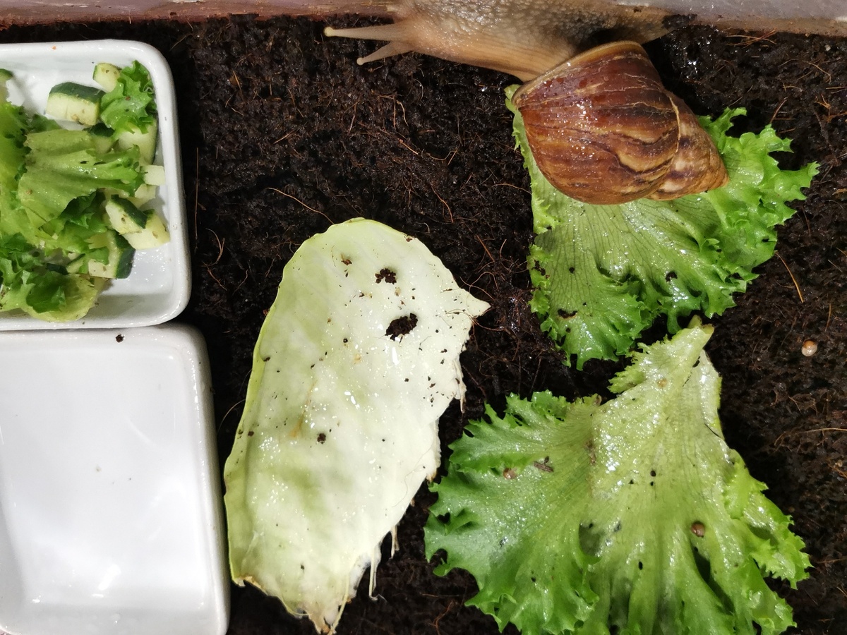 Огурцы и салат 