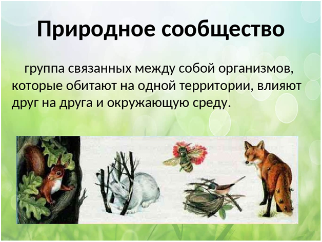 Вопросы по биологии природные сообщества. Природное сообщество это 4 класс. Ljrkfl YF ntveприродное сообщество. Природное сообщество окружающий мир. Сообщение о природном сообществе.