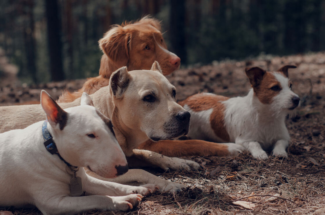 Собаки разных пород