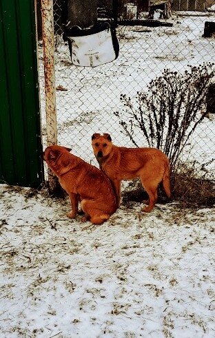 Кстати, боком сидит мамка, а вот эта, которая смотрит на меня, её щенок, не знаю, какого пола. Там ещё один есть, они обычно втроём нас обгавкивают. У этого рыжего щенка такие уши смешные. Когда он бежит и гавкает, уши подлетают, а загнуты они вперёд, забавно смотрится...
