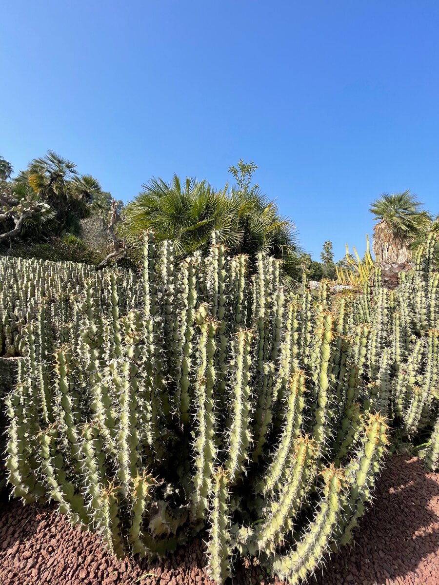 В парке уход за растениями совершают волонтёры 