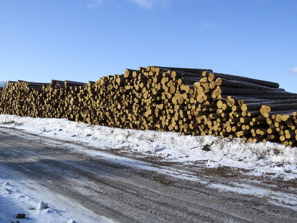 Фото заимствовано у pixabay.com