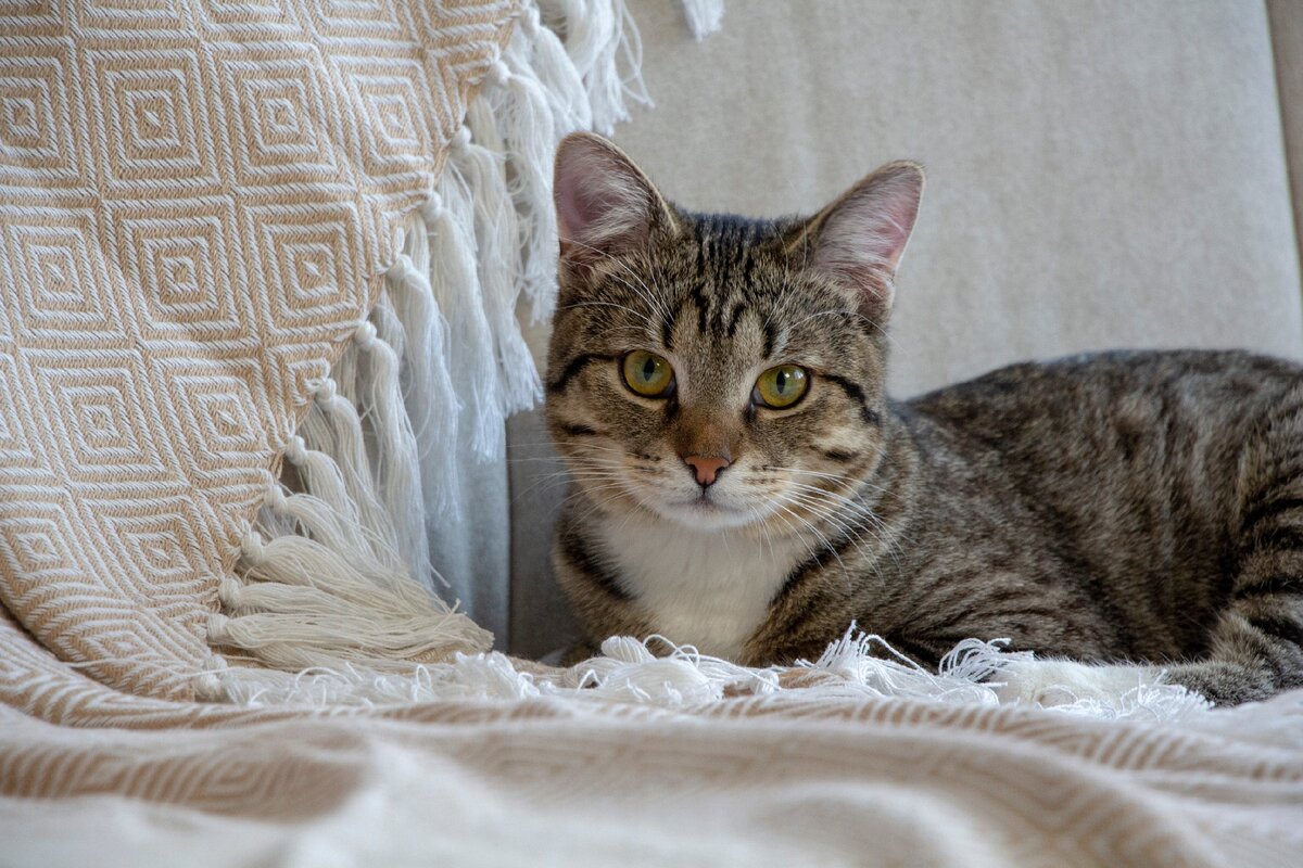 Котику полгода. Смешной