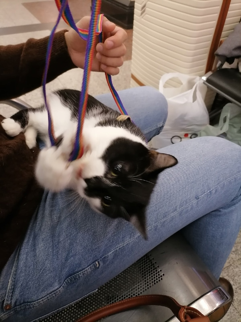 Чарли играет со шлейкой. Мы заняли два ряда друг напротив друга (по 4 кресла каждый ряд).