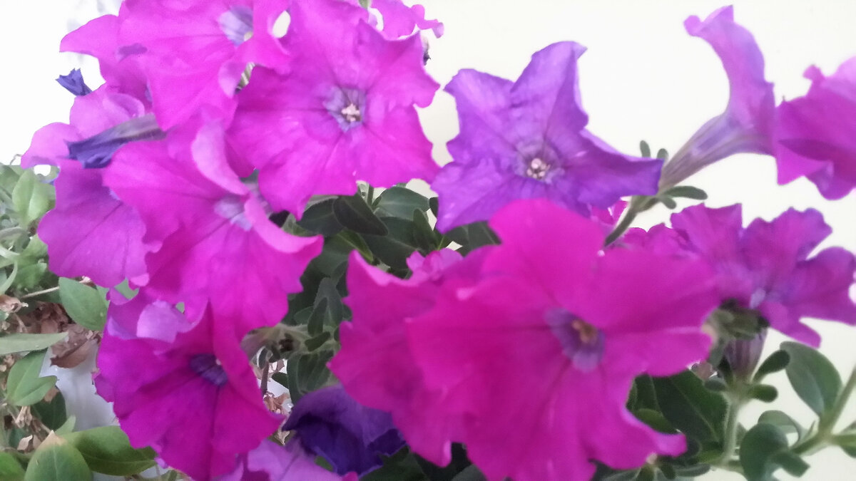 В марте цветы не менее яркие, чем в июле. И такие же ароматные.