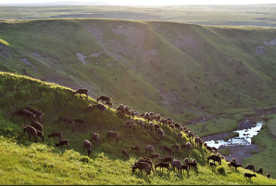 Тундра село Никольское