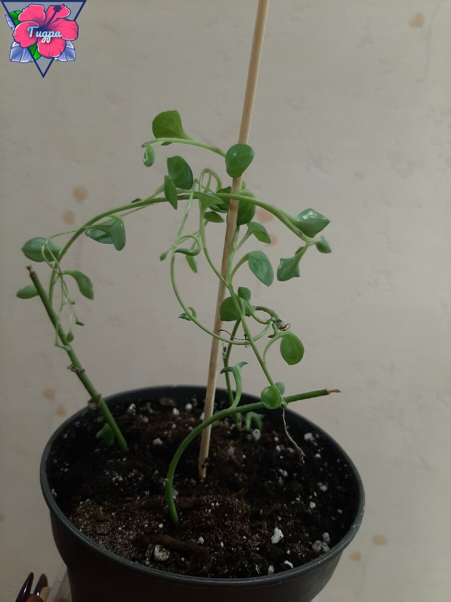 Личное фото --->