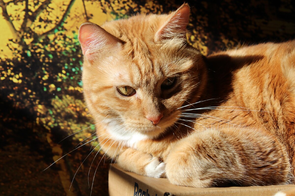 Кошка по имени Нюся. Живет со мной уже 12 лет. 