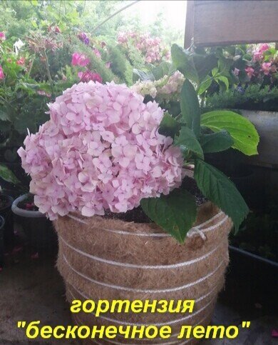 Фото из интернета. 