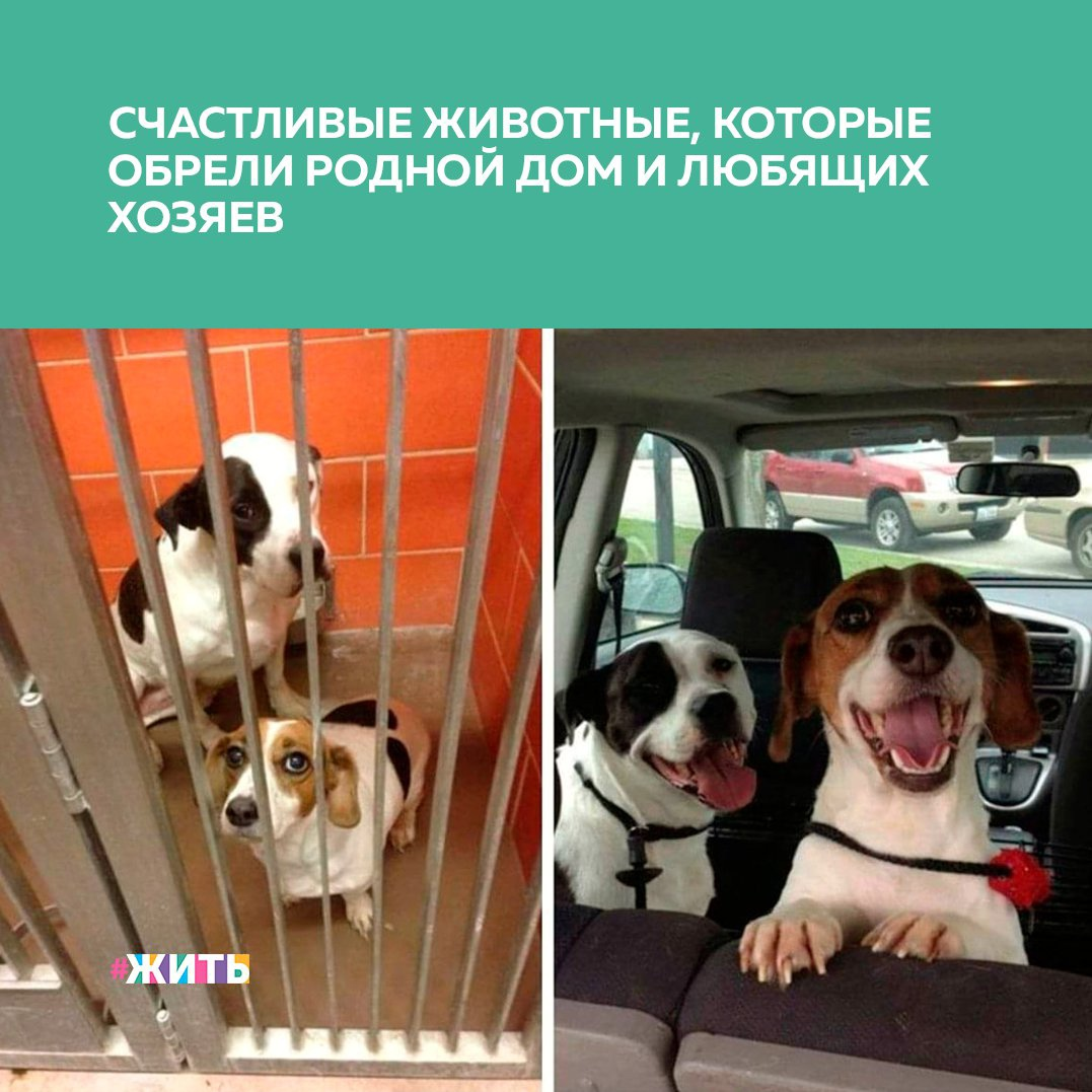 Нет ничего лучше, чем спасти животное из приюта или с улицы, привезти его домой и отдать ему всю свою любовь, чтобы он мог, наконец-то, жить своей лучшей жизнью💓 
Что ж, будьте готовы к тому, что сейчас Ваше сердце растает, потому что мы собрали для Вас самые трогательные и милые фотографии принятых питомцев, которые счастливы обрести свой любящий дом🙌

А у Вас есть домашний питомец? Как Вы встретились?

#жить #животные #добро
