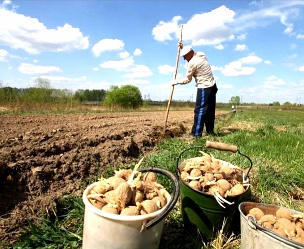 Новый штраф за посадку картофеля