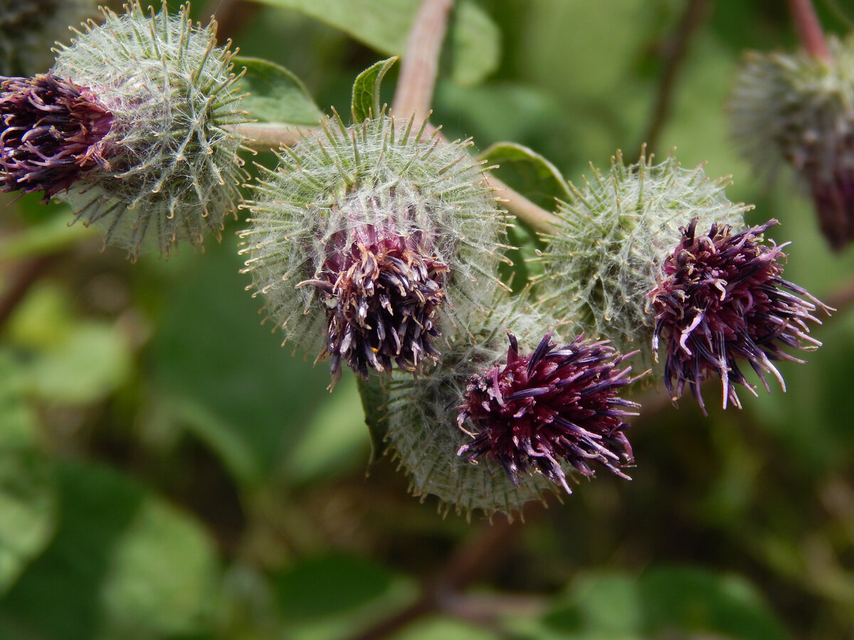 Лопух большой Arctium Lappa l