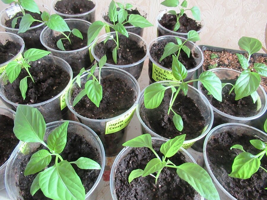 Разумеется раствор сделать по инструкции. 