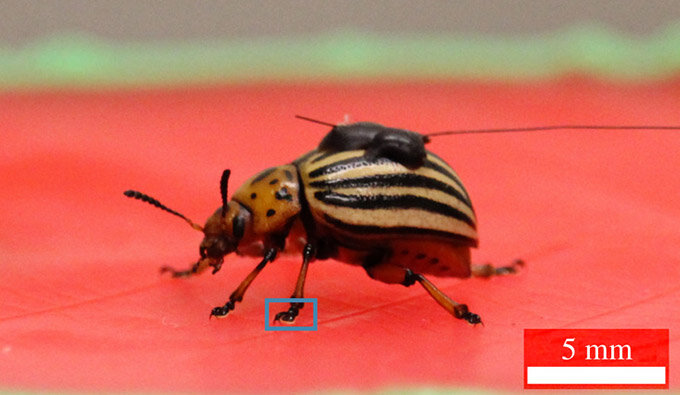 Колорадский жук с датчиком сидит на красной силиконовой копии листа гевеи в ожидании поскользушек.