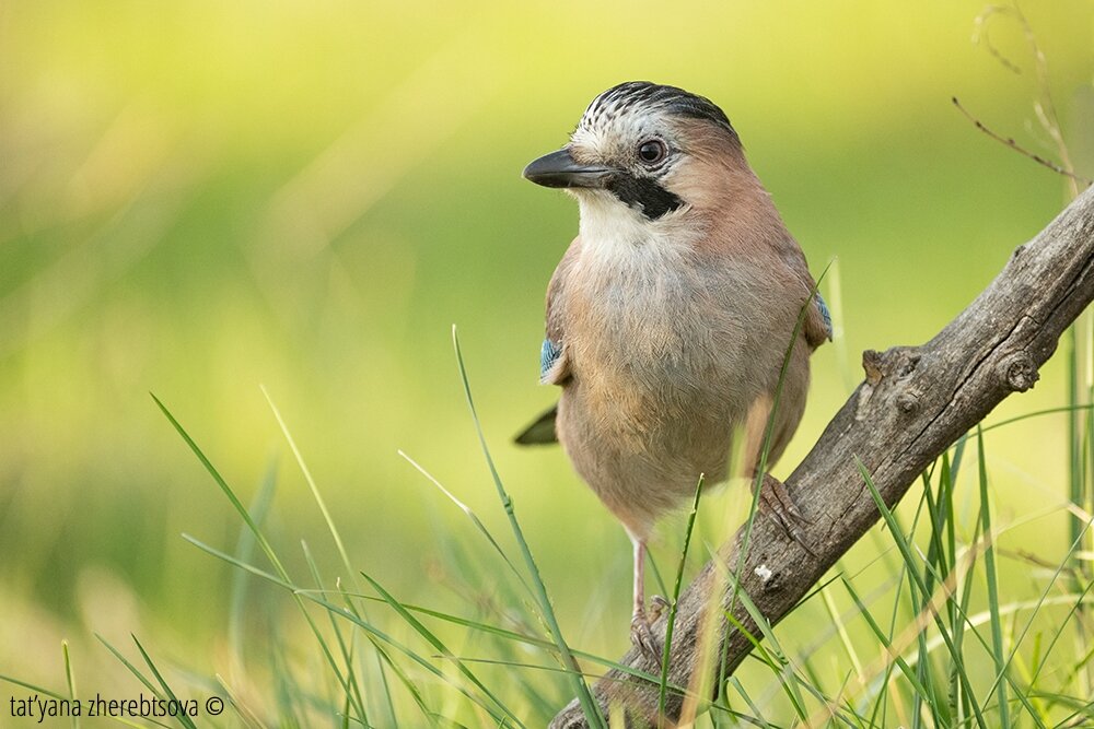 Сойка и синица. Природа, птицы, животные, ветки, деревья, Сойка. My-Mriya Crimea Wildlife. Чем Сойка отличается от булки.