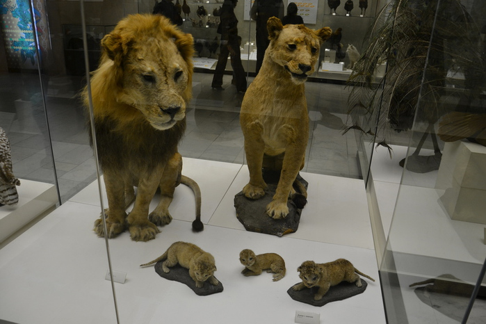 Люди львы орлы и куропатки. Режиссер кп. Львы орлы и куропатки. Люди львы орлы и куропатки. Люди львы орлы и куропатки монолог нины заречной.