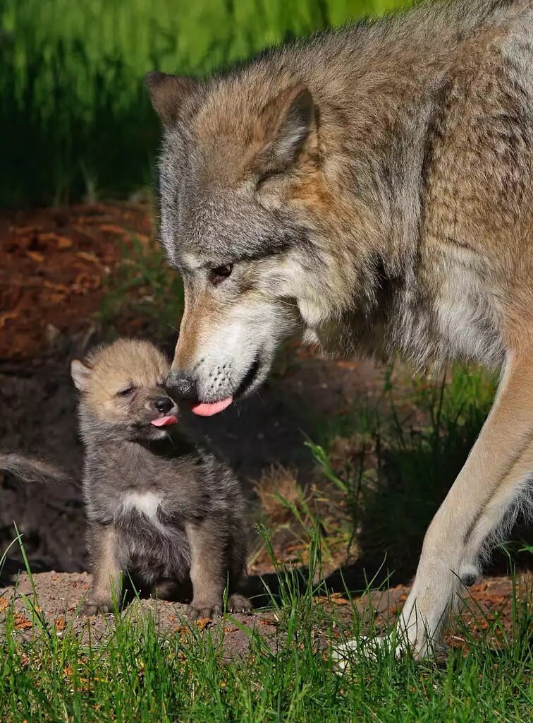 Фото из Яндекс. Картинки
