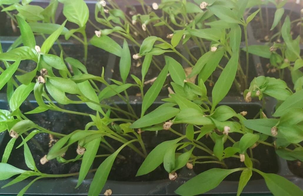 Совместные посадки овощей на грядке