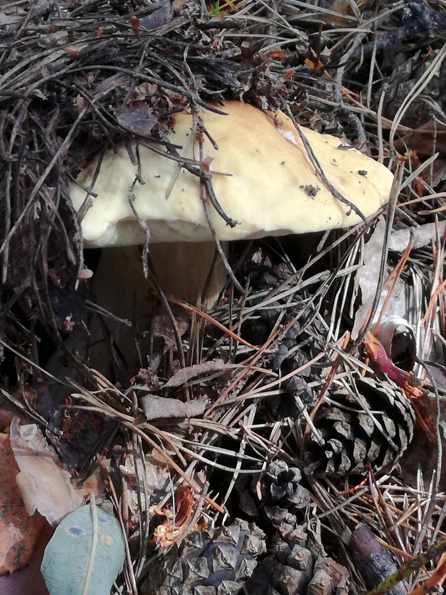 Белый гриб на солнечной полянке. Фото автора