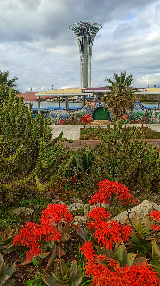 Только кактусы до сих пор цветут в парке Анталии . Фото автора