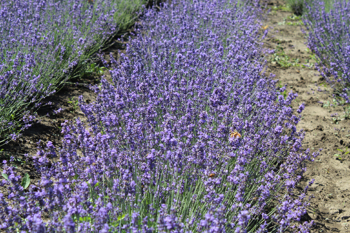 Лавандовое поле  КФХ Медовый Крым