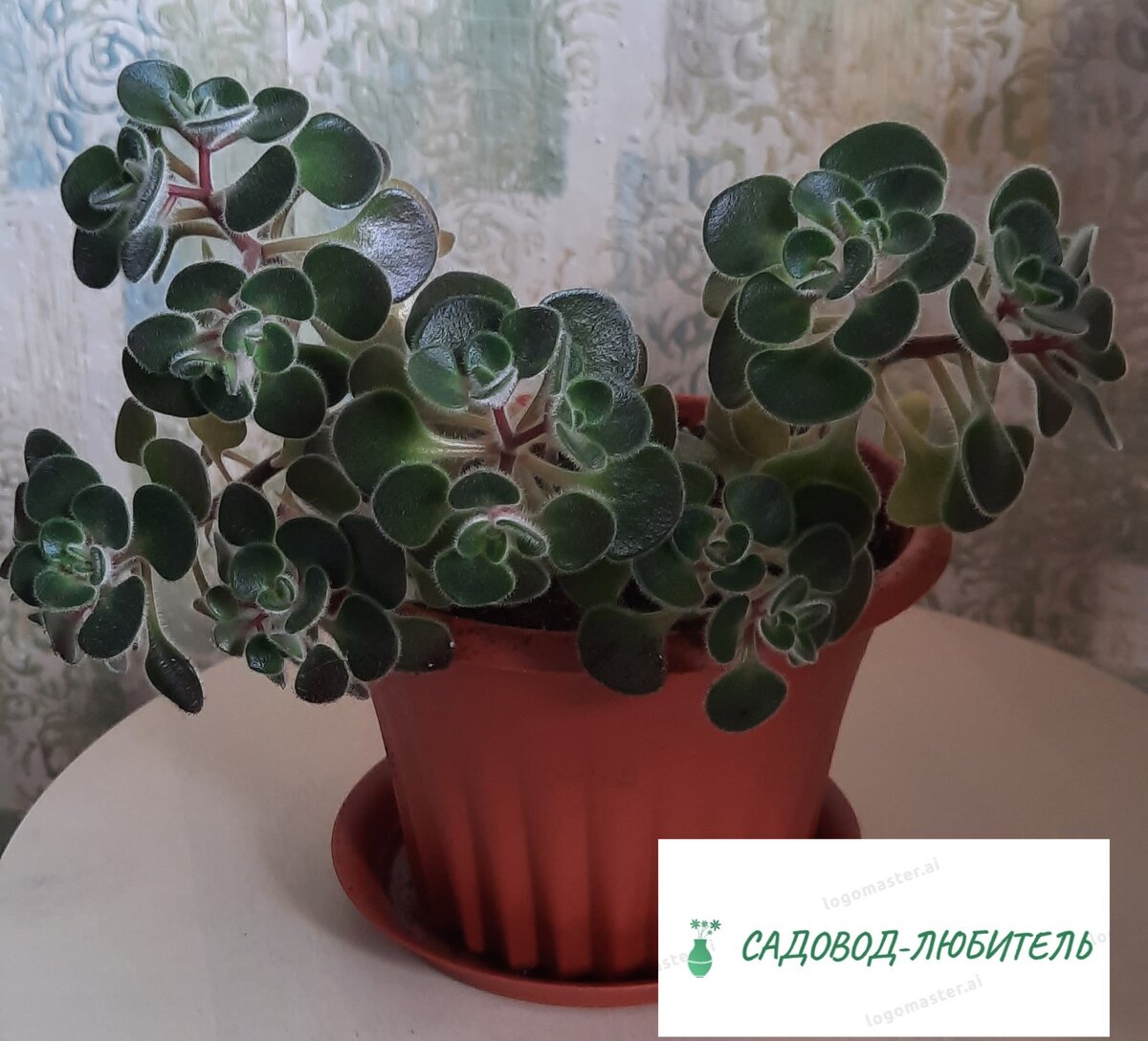 Мой аихризончик