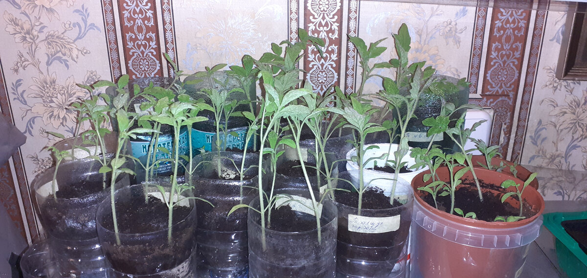 Апрель 2021. "Дохлики"