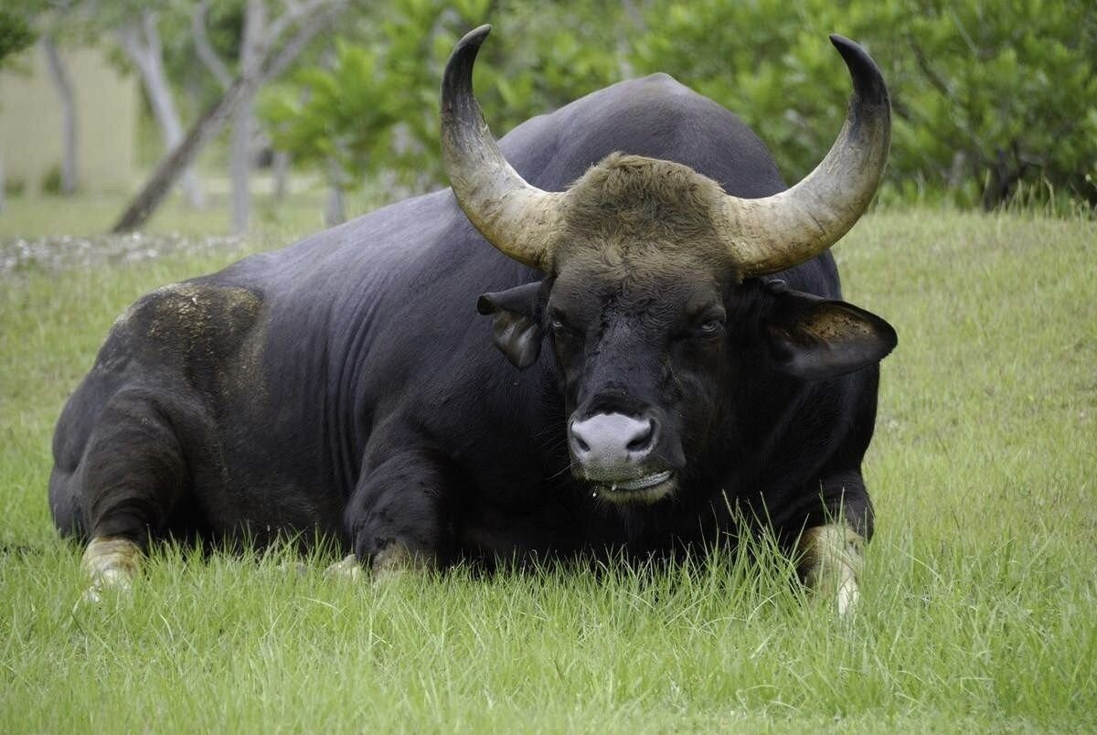 Свободный источник