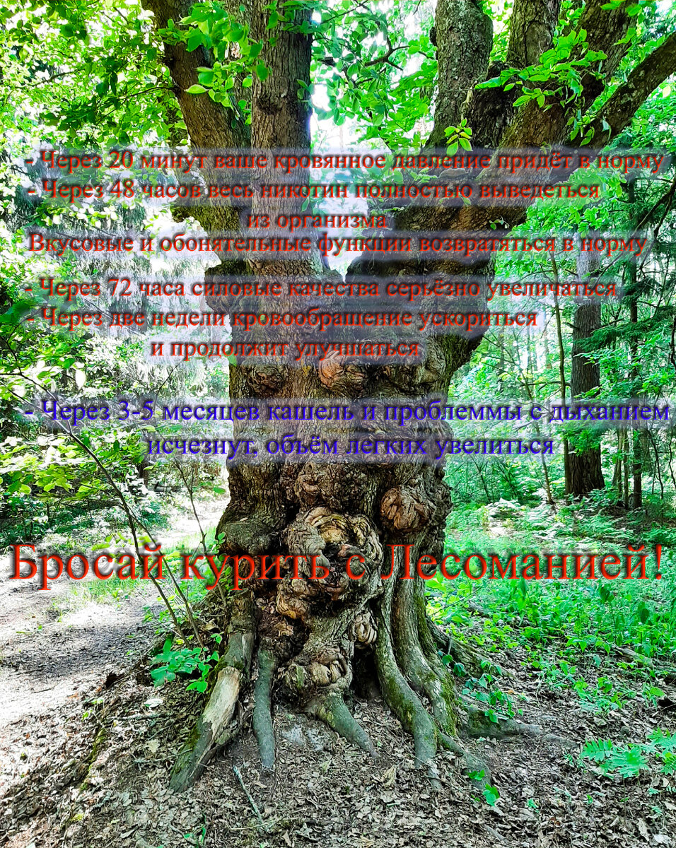 Лес нам в помощь