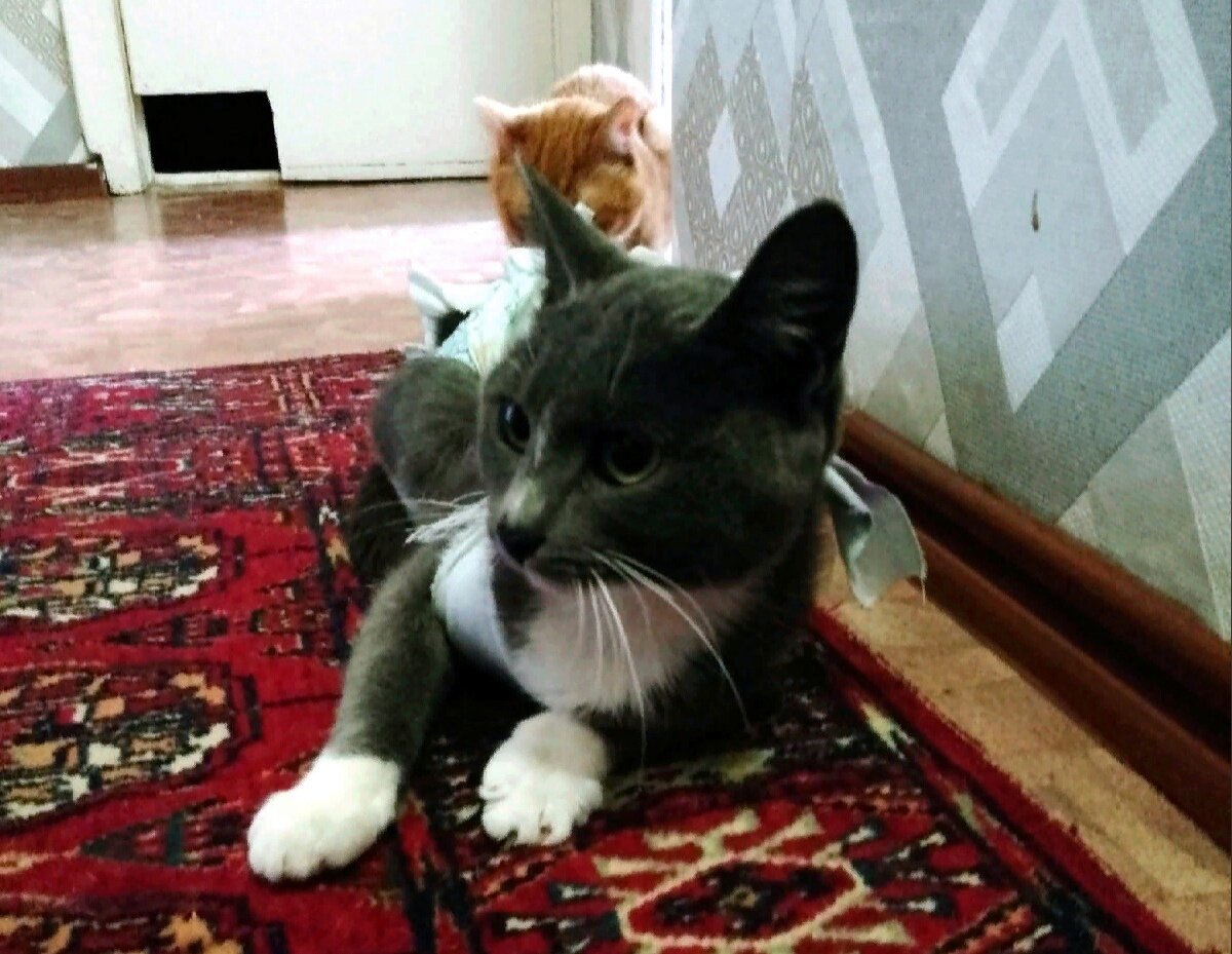 Дымка и ее новый рыжий друг