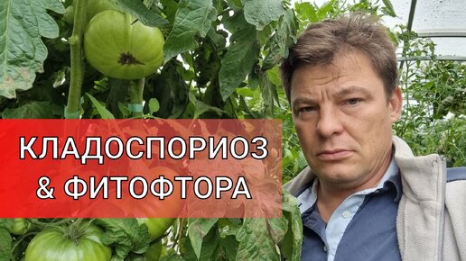 КТО КРУЧЕ КЛАДОСПОРИОЗ, ФИТОФТОРОЗ или ФИТОСПОРИН